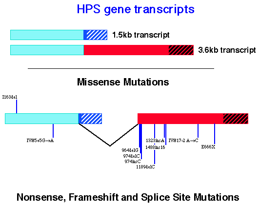 Map of HPS Gene Mutations Associated with HPS