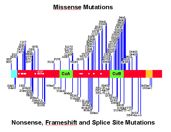 Map of Tyrosinase Gene Mutations Associated with OCA1