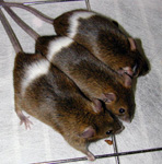 Adamts20 mutant allele (belted mouse)
