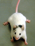 Ednrb mutant allele (piebald lethal mouse)