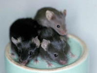 Black (aa), Brown (bb) and Slaty (dct) mouse mutants