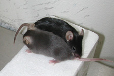 Dct mutant allele (Slaty mouse) versus C57BL/6